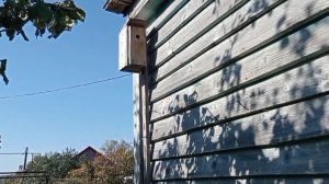 Как и зачем чистить скворечник