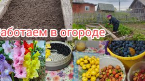 Посадила тюльпаны ,собираем ягоды .