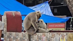 Как он мог поверить на слово_ Собрались в Харидвар. Трудно идти с блогером, но всё отвлекаюсь.