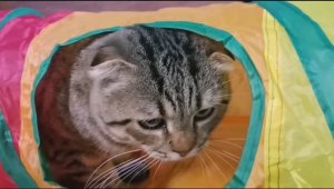 Тоннель для кошек!