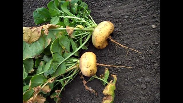 Урожай репы