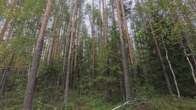 Поход за грибами смотреть онлайн