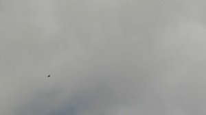 21.09.2025г Подъем Голубей после Ярмарки в Туле.