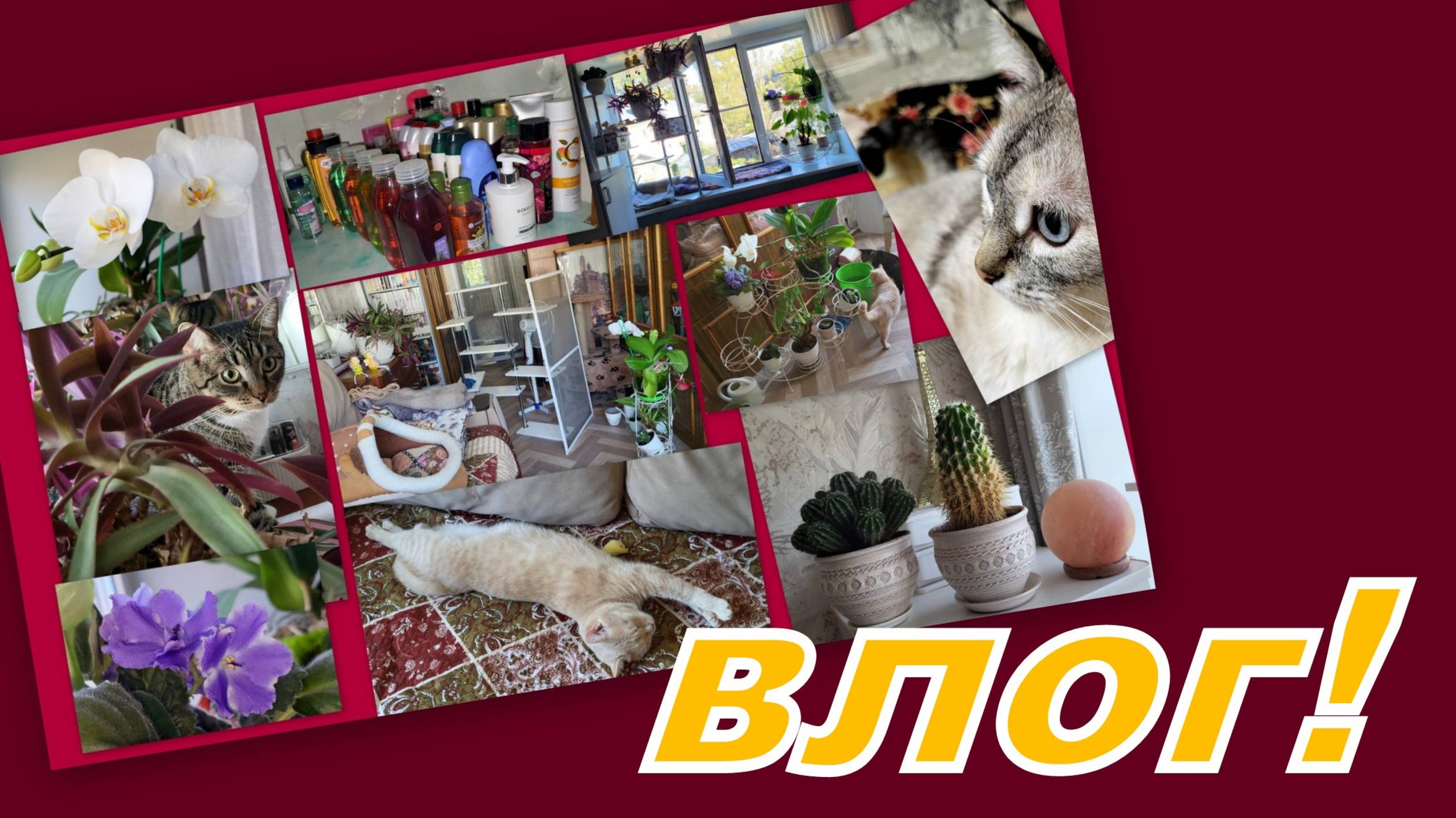 ВЛОГ: ВЫБИРАШКИ И МОТИВАШКА К УБОРКЕ! ЧИСТОТА ТРЕБУЕТ (ПУШИСТЫХ) ЖЕРТВ!!! смотреть онлайн