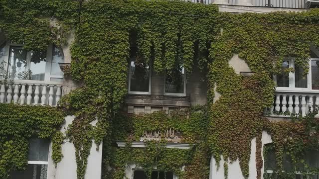 Виноград на улицах Севастополя. смотреть онлайн