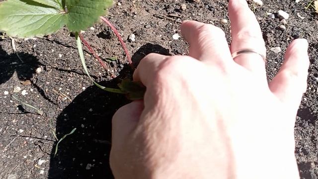 /обзор ремонтантной клубники/малина/инжир/ смотреть онлайн