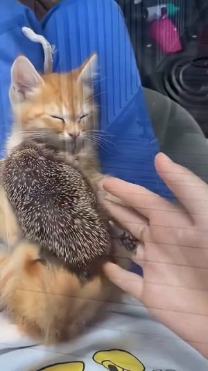 Смешные животные.