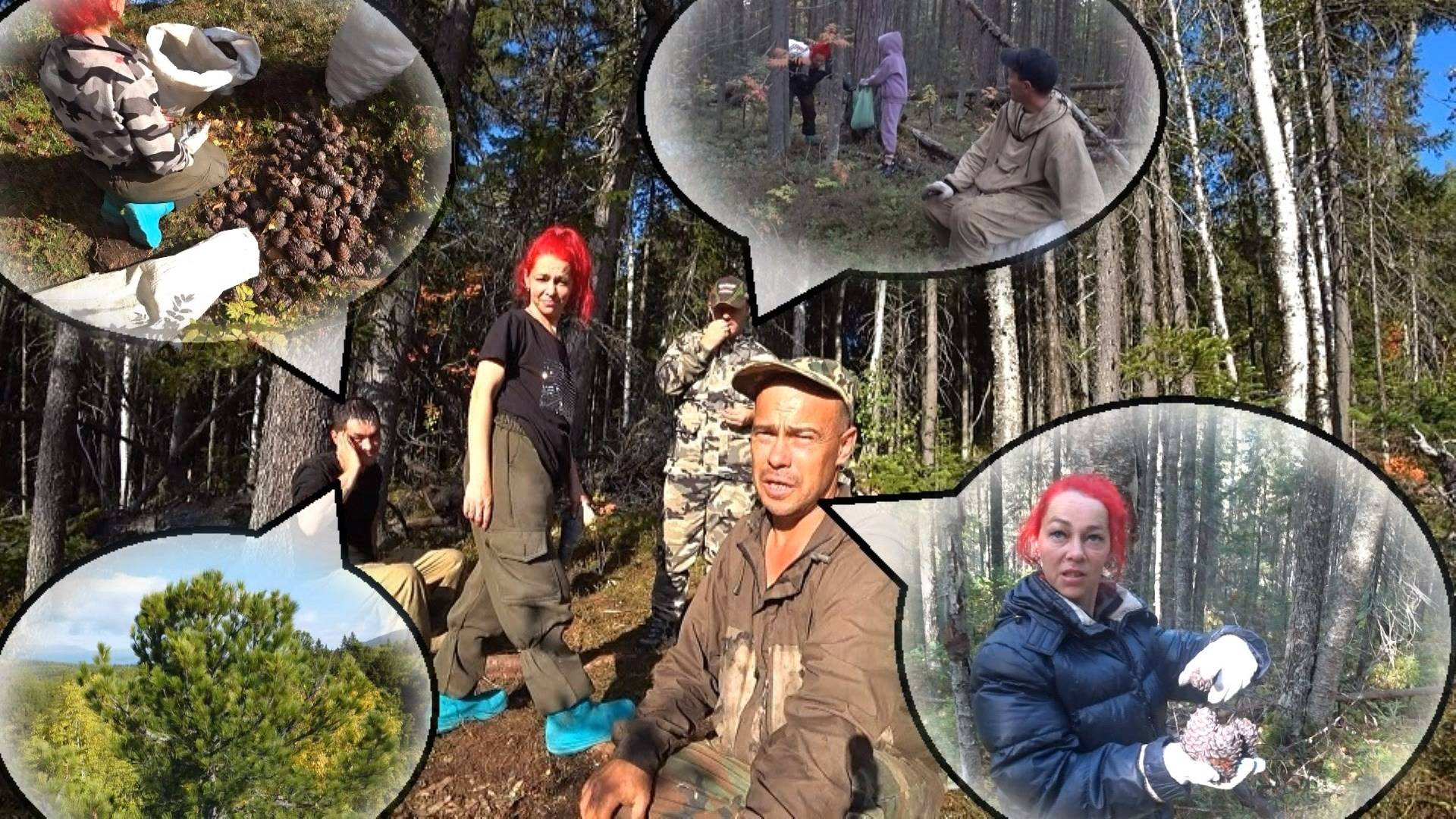 Сбор кедровой шишки