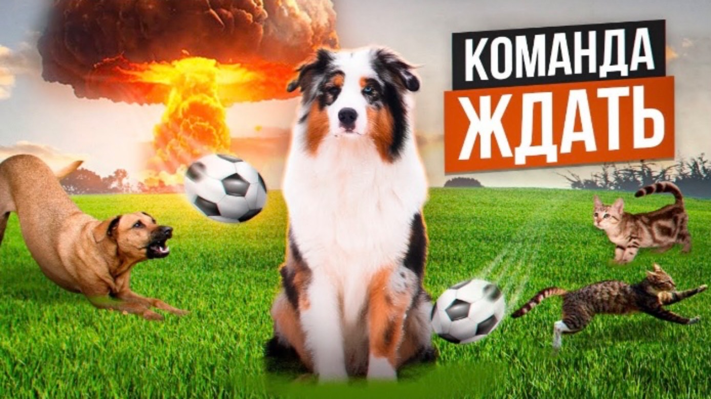 Учим собаку команде ждать! смотреть онлайн
