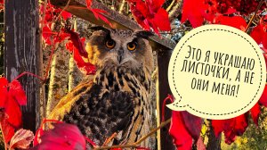 Сова Ёль снова вышла украшать собой окружающий мир! Наслаждаемся последним летним днём этой осени