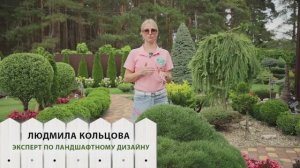 Сосны. Советы от эксперта по ландшафтному дизайну