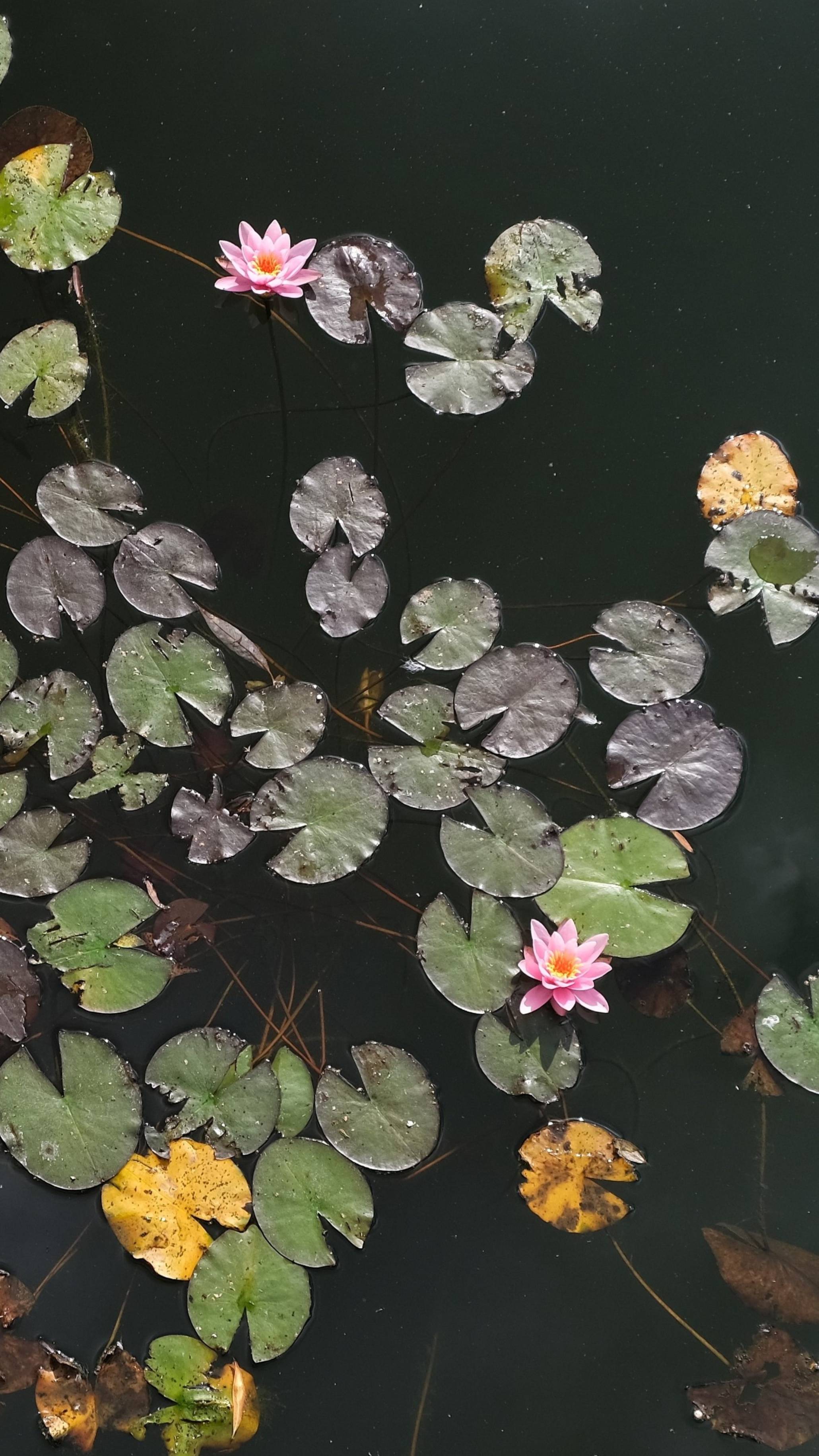 Кувшинки в сентябре 2025