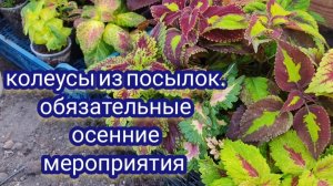Обзор колеусов от двух продавцов. Осенние мероприятия перед зимой. Что обязательно нужно сделать.
