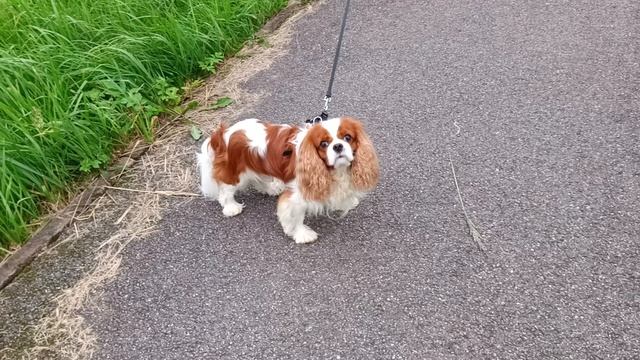 Милота смотреть онлайн