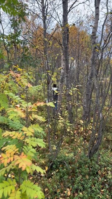 Дары севера Telegram: GSM&Corporation