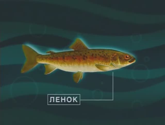 Почему представители рода Ленки (Lenoks) — Brachymystax Günther, 1866 считаются «нашей рыбой» ? смотреть онлайн