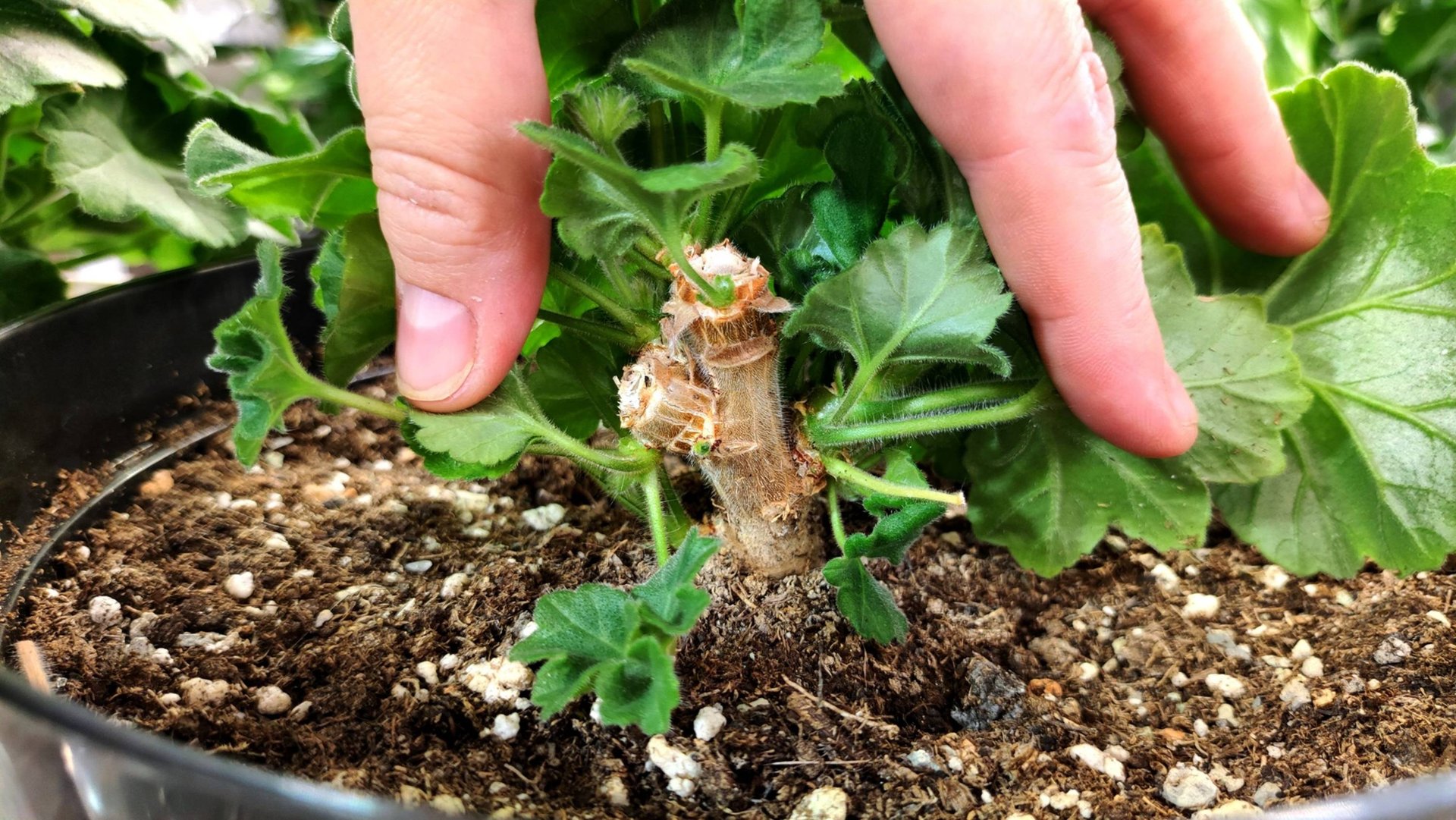 ЛЬЮ В ГЕРАНЬ ОСЕНЬЮ и ЛИСТВА РАСТЕТ КАК НА ДРОЖЖАХ, ГЕРАНЬ мз ПАЛКИ в ПЫШНЫЙ КУСТИК смотреть онлайн