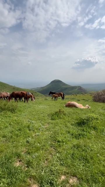 Вайбы природы