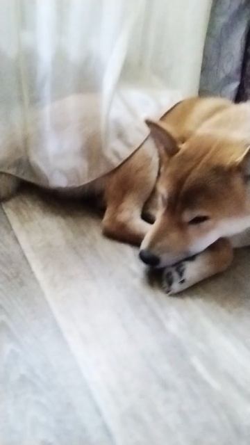 кому нравится пиши в комм это мой собака сиба-ину его зовут Тоша смотреть онлайн