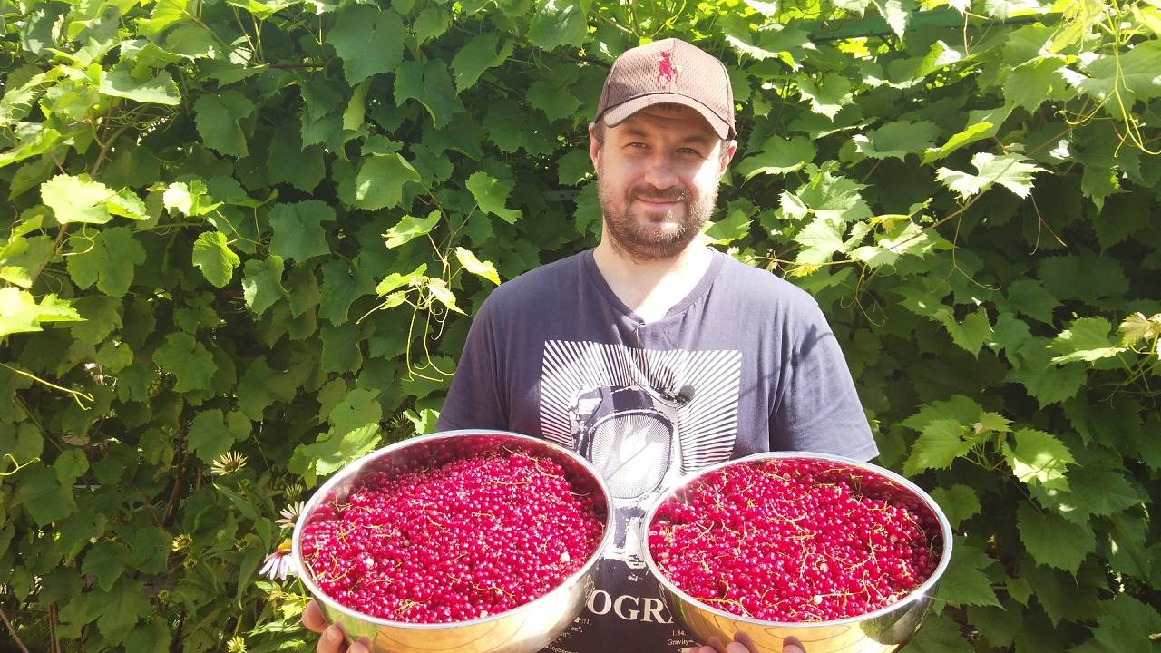 Джем-желе из красной смородины. Суперзаготовка на зиму!