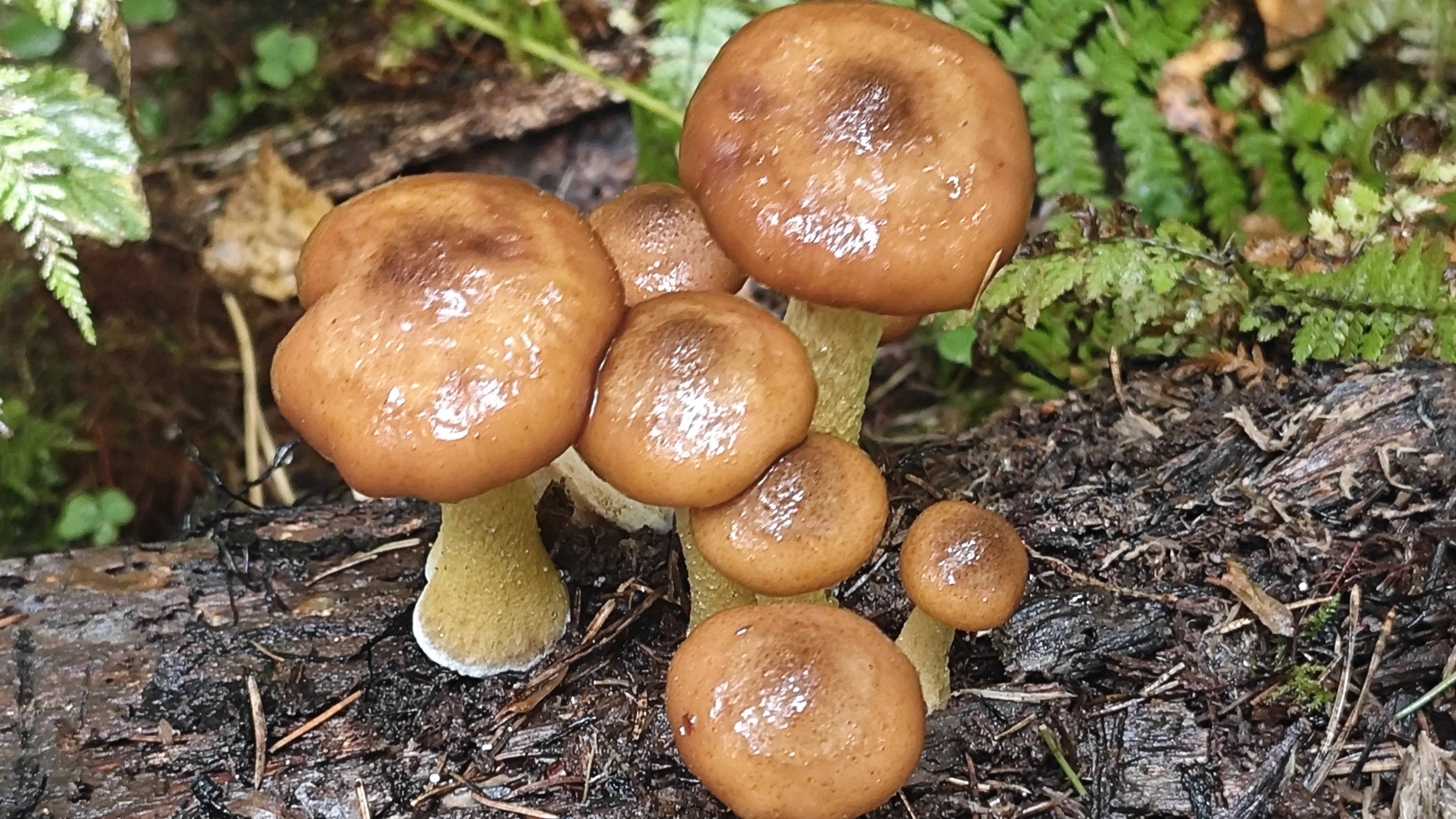 Спринтерский забег по опятным коврам