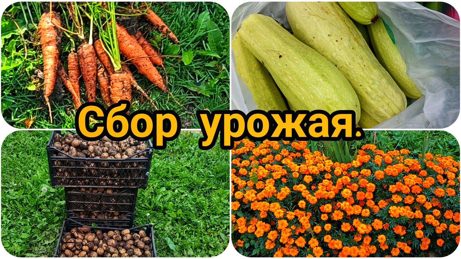 ВЫКОПАЛИ МОРКОВЬ 🥕 ПЕРЕБРАЛИ 🥔 КАРТОШКУ, СБОР УРОЖАЯ ПРОДОЛЖАЕТСЯ 🌶️🫑🍎🍏 смотреть онлайн
