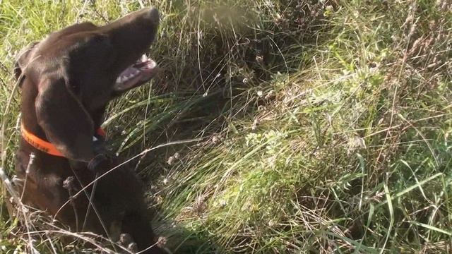 курцхаар Женева делает успехи. смотреть онлайн