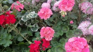 Сезон пеларгоний в открытом грунте закончился 😉🌸