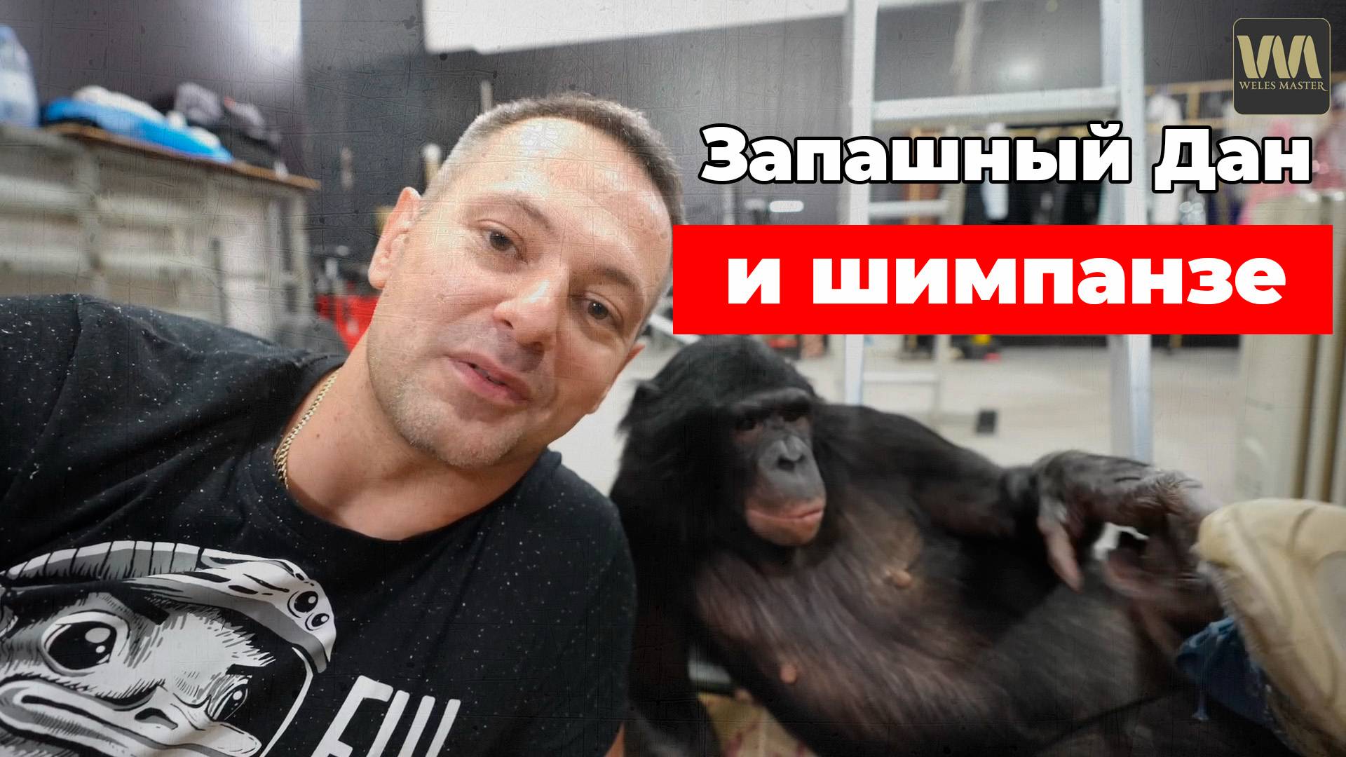 Дан Запашный и шимпанзе - обзор канала и роликов, 23 сентября смотреть онлайн