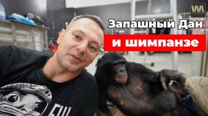 Дан Запашный и шимпанзе - обзор канала и роликов, 23 сентября