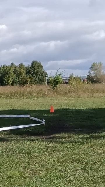 2 Отл. СС HARLAMOFF Lichtenstein-Ost +++ №9. ИРКУТСК 6 сентября`25 Моно немецких овчарок