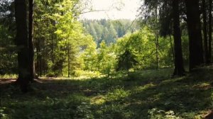 где березоньки шумят- Цырульников Сергей (автор)