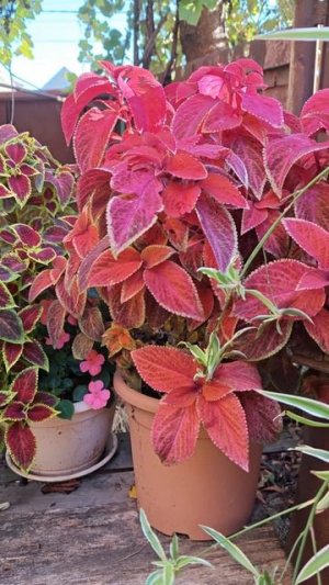 Что делать? Колеусы, бальзамины, хлорофитумы