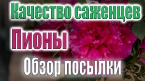 Обзор пионов без пересорта