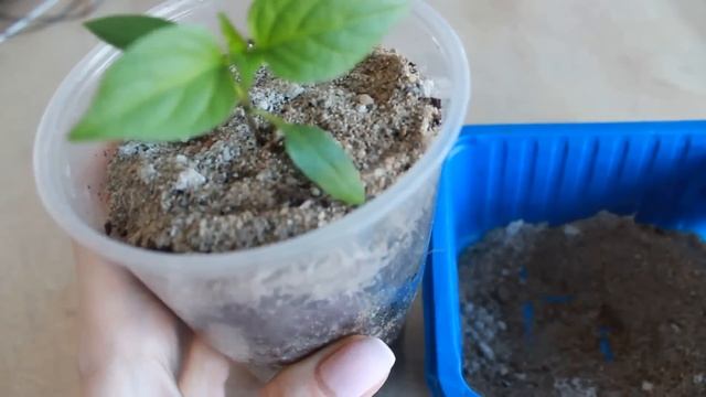 ТЕПЕРЬ БАЗИЛИК НА ОКНЕ ВЫРАЩИВАЮ ТОЛЬКО В БУТЫЛКЕ , БЕЗ ПИКИРОВКИ! ДЕЛЮСЬ СЕКРЕТ смотреть онлайн