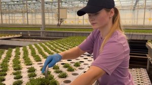 Овощевод. Салат