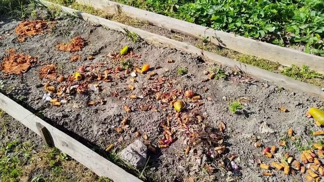 Никогда не выбрасываю. Это отличное удобрение. смотреть онлайн