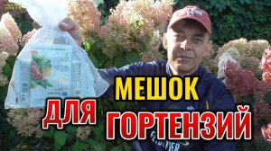 Вот почему коричневеют и засыхают соцветия гортензий и чем это лечить 🌸