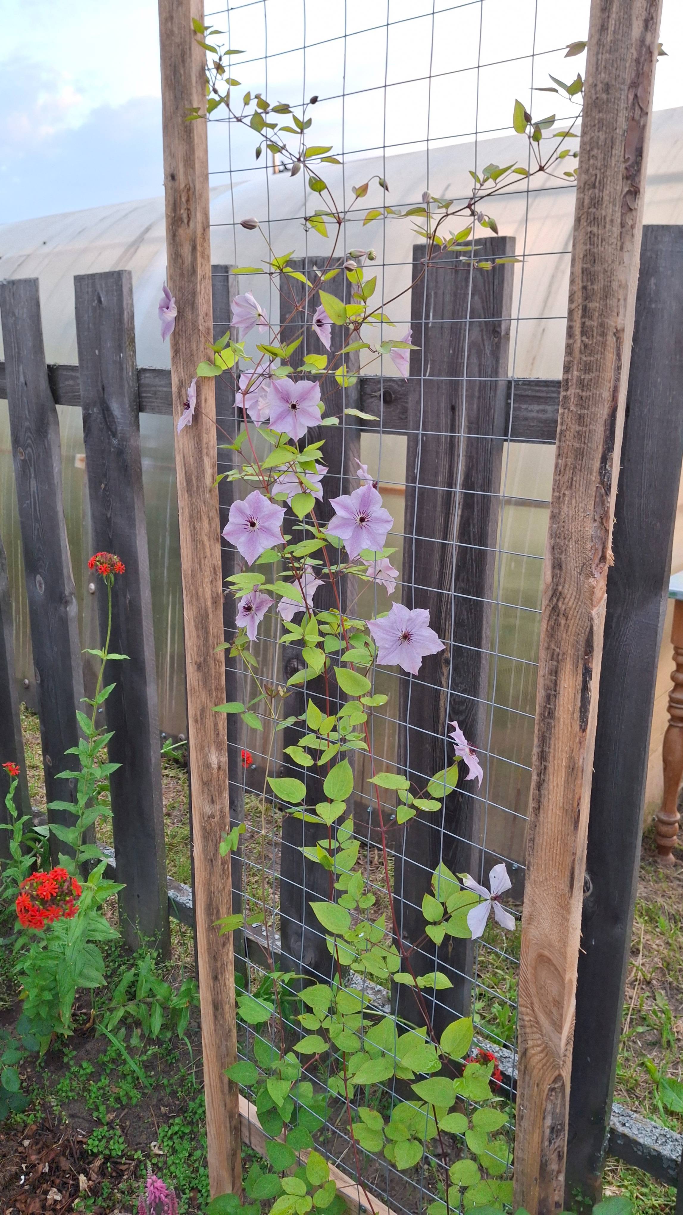 Скайфолл, клематис 3 группы обрезки