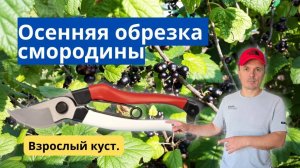 Лёгкая и понятная обрезка взрослого куста смородины осенью!