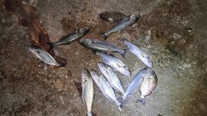 ЛУФАРЬ КЛЮЁТ!!!Рыбалка в Крыму Ялта