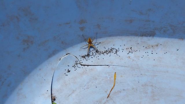 Прикольный паучок! смотреть онлайн