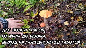 Лес полон грибов, от мала до велика. Выход на разведку перед работой. 23.09.25