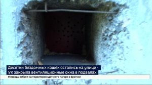 Десятки бездомных кошек остались на улице — управляющая компания закрыла вентиляционные окна в подва