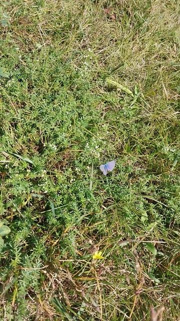 Красивая фиолетовая бабочка! смотреть онлайн