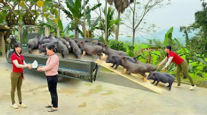 Покупка поросят у фермеров и продажа на сельском рынке. Жизнь во Вьетнаме