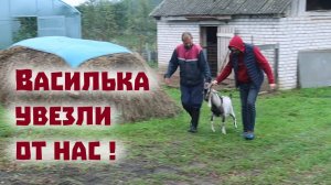 Про тыкву - королеву, свиней, печь, коз и огород!