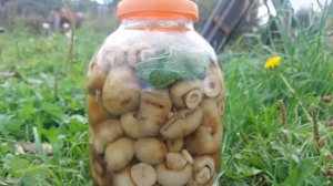 Как солить валуи (колокольчики). Правильная засолка грибов!