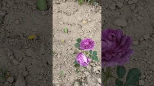 ХОББИ-ВЛОГ. Работы из мозаики. Прощание с летом.