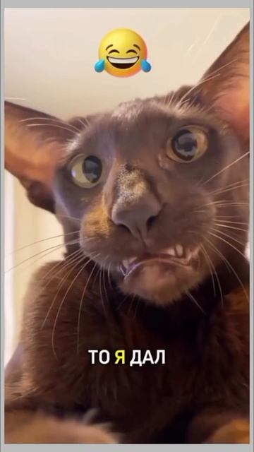 Вискас для кота. смотреть онлайн